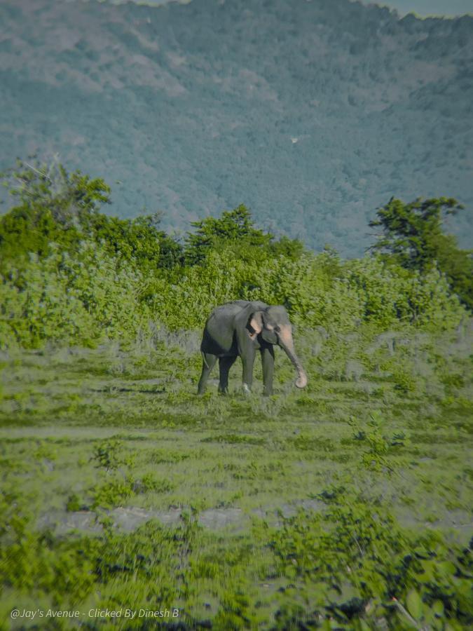 Jay'S Avenue Hotell Udawalawe Eksteriør bilde
