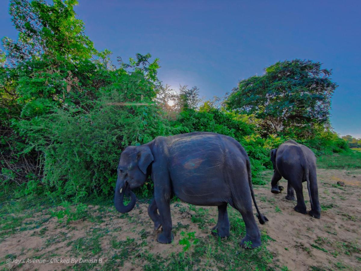 Jay'S Avenue Hotell Udawalawe Eksteriør bilde